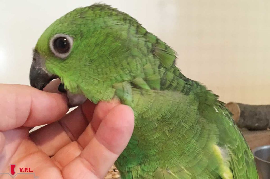 paby Auropalliata in camera calda VPL