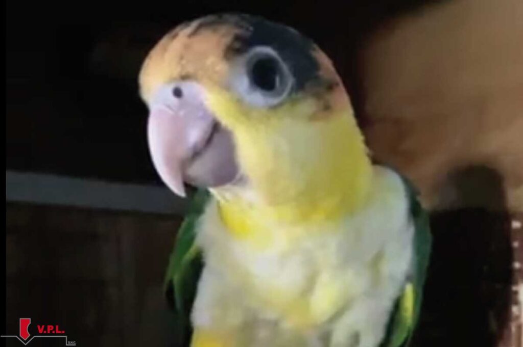 Pullo di pappagallo
