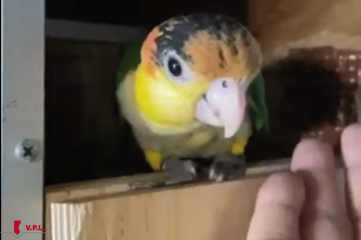 Piccolo di pappagallo allevato a mano