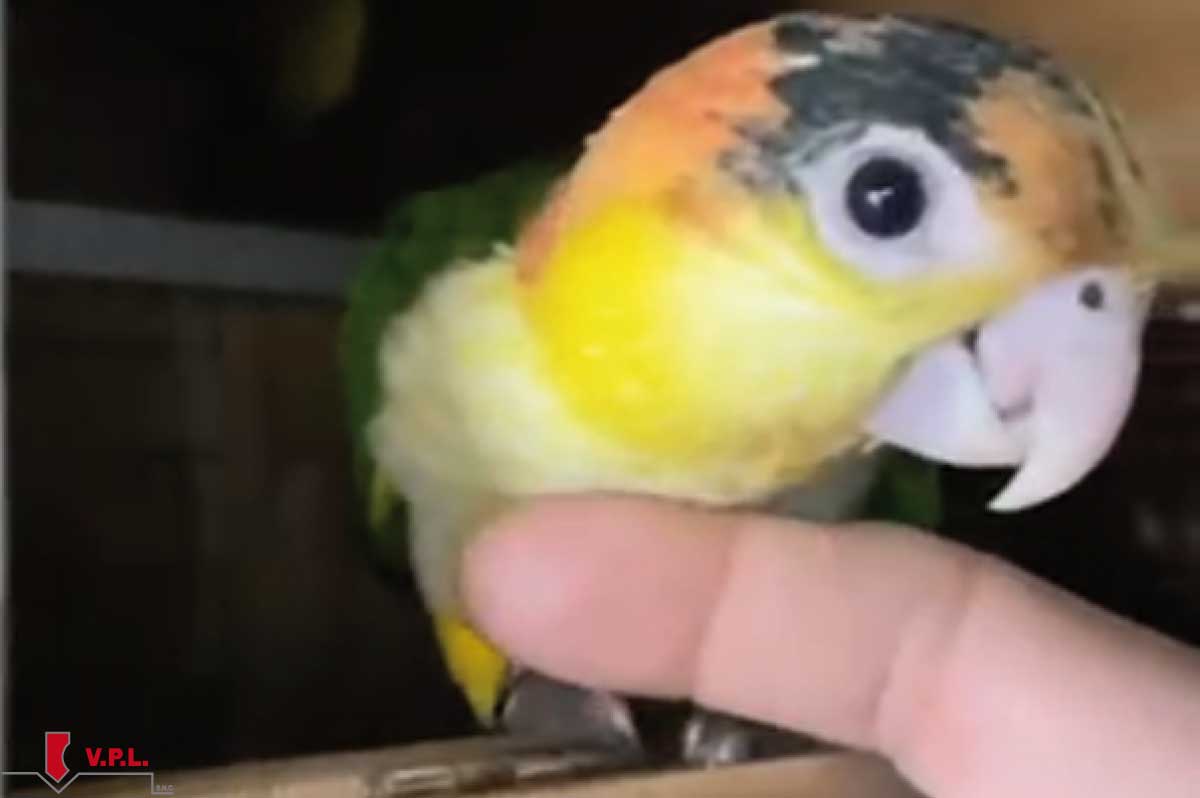 Piccolo pappagallo che gioca